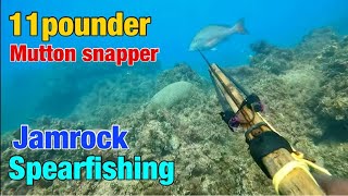 Excellent catch freediving spearfishing in St Elizabeth Jamaica [upl. by Furtek209]