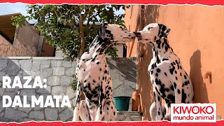 Características del DÁLMATA🐶【TE CONTAMOS TODO】✅ [upl. by Ssalguod114]