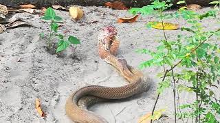 Indian Cobra mating video [upl. by Ameehs535]