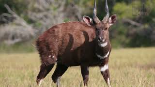 Interesting facts about Bushbuck by weird square [upl. by Annoerb]