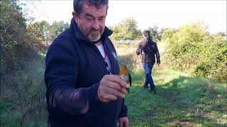 JORNADA DE ANILLAMIENTO AVES GRUPO ORNITOLÓGICO OSCENSE GOO 12 10 2021  TRACKING SMALL BIRDS [upl. by Kristin969]