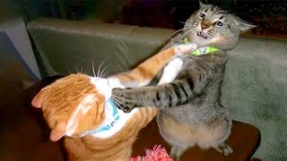 The Most DRAMATIC CATS moments ever 😂 Funny Cat Videos 2024😹 [upl. by Eden]