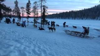 Dog Sled Adventure The Ice Hotel in Kiruna Sweden [upl. by Benedick269]