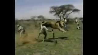 Lion Attacks Man Horrific Lion Attack [upl. by Mafalda]