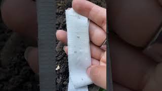 Sow Effortless Seed Tape [upl. by Hurlbut830]