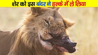 शेर को छेड़ने निकला यह ये बबून फिर जो इसके साथ हुआ Baboons Dying In a Lion Jaw [upl. by Inar]