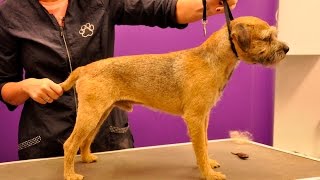 Grooming Guide  Border Terrier Handstrip  Pro Groomer [upl. by Frayda]