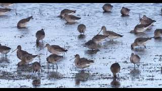 Godwits at Marshside RSPB Reserve  January 2023 [upl. by Gran]