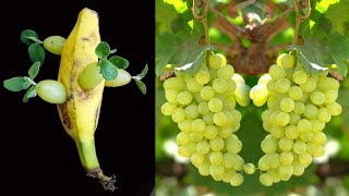 How to Grow Grape Plants at Home Without Seeds with Banana  Easy StepbyStep Guide [upl. by Laurentium613]