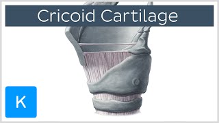 Cricoid Cartilage Function and Overview  Human Anatomy  Kenhub [upl. by Dempstor]