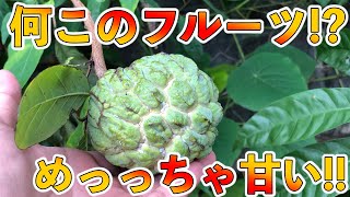 【珍フルーツ】バンレイシ（釈迦頭）の食べ方・食べ時や特徴について解説する！ [upl. by Odelle764]