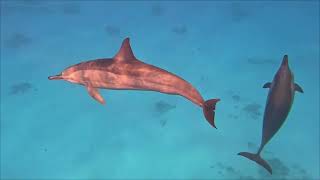 Delfines giradores Stenella longirostris [upl. by Fatima]