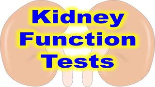 kidney function test explained [upl. by Mayce]