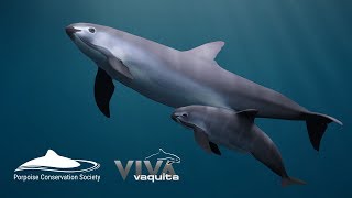 Save the Vaquita Petition [upl. by Pierrette]