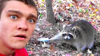 I Trapped a RACCOON Catch Clean Cook [upl. by Roshelle]