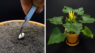 Growing Zucchini Time Lapse  Seed To Fruit in 78 Days [upl. by Bernard537]