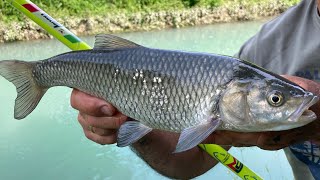 MONDO PESCA  IL CAVEDANO DEL PO  PESCA ALLA BOLOGNESE CON LA PAPPA  pescasportiva pescaresulpo [upl. by Oswald]