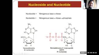 Metabolisme Nukleotida [upl. by Anuahsar239]