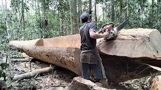 kayu bengkirai vs chainsaw 070 bar sambunghariantogesek [upl. by Adnolahs]