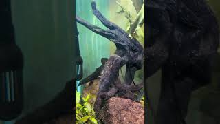 My tank angelfish rainbowfish hillstream shorts aquarium [upl. by Goeselt]