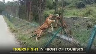 Tigers fight in front of tourists at Bannerghatta National Park [upl. by Ashia]