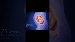 fetus development  40 weeks of pregnancy  medical [upl. by Acebber760]