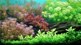 SIMPLE PLANTED AQUARIUM SETUP [upl. by Ralli]