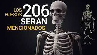 RAP HUESOS DEL CUERPO HUMANO  Video Lyrics  Rap Medicina  R4 [upl. by Zzabahs]