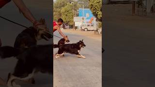 When German Shepherd On Angry Mode dog germanshepherd doglover petlover animals animals [upl. by Sailesh244]