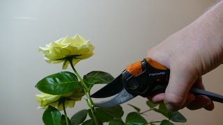 How To Deadhead Roses [upl. by Limak]