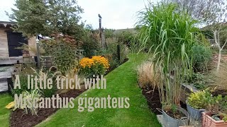 Miscanthus giganteus a neat little trick [upl. by Notlok]