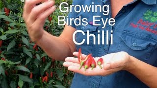 Growing Bird Eye Chilli Plants [upl. by Hendrickson]