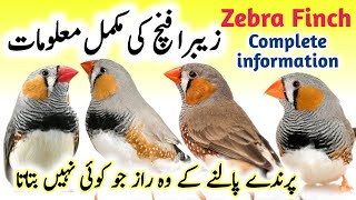 Zebra Finch breeding tips  Zebra Finch bird food list and Nest box cage setup  Zebra Finch care [upl. by Darbee603]