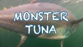 MONSTER TUNA  1000 pound Giant Bluefin caught in record time in PEI  Cool Underwater Shots [upl. by Eanil]