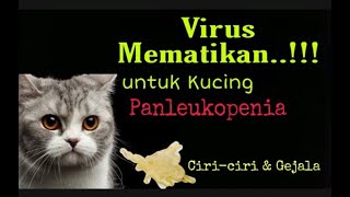 CIRI  CIRI KUCING TERKENA VIRUS PANLEUKOPENIA  PENYEBABNYA [upl. by Wendie]