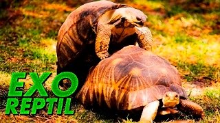 Exo Reptil  Como se Reproducen las Tortugas de Tierra [upl. by Tempest155]