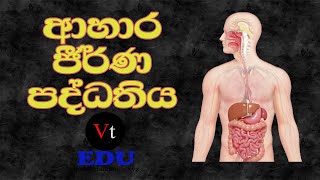 Digestive SystemAhara jeeranya padhdhathiyaආහාර ජීර්ණ පද්ධතියAhara Jirana paddathiya sinhala [upl. by Odnomra]