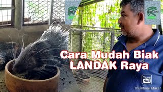 Inovasi Usahawan Landak Raya🦔RAHSIA Teknik amp Kaedah Pembiakan sangat mudah [upl. by Eylrahc]