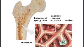 33 Compact and Spongy Bone Periosteum Endosteum [upl. by Eicrad883]