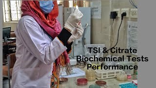 TSI amp Citrate test Biochemical Tests Pathologylab Microbiology practical [upl. by Ulrike]