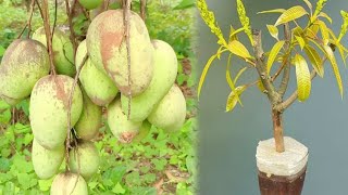 Great Idea Propagate Fruit Tree From Cutting At Home [upl. by Lyrac]