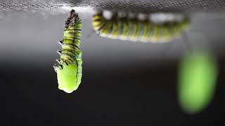 Butterfly Transformation Part 1 Caterpillar to Chrysalis [upl. by Kelwin]