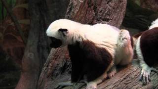 Coquerels Sifaka  Cincinnati Zoo [upl. by Winni]