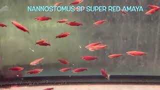 Nannostomus sp SUPER RED AMAYA [upl. by Hervey639]