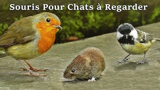 Vidéos Pour Chats à Regarder Souris  Souris Pour Chat  Vidéo Pour Les Chats à Regarder Souris [upl. by Ferri]