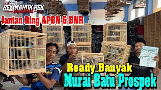 MURAI PROSPEK  TrotoL jantan Ring Apbn  BnR dan Gacoran Garansi bunyi [upl. by Janeta]