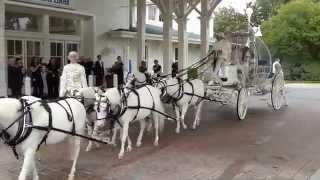 Disney Wedding Cinderella Horse Drawn Carriage [upl. by Ahsiuqat734]