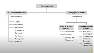 Autonomic Nervous System Pharmacology Receptors and Physiology [upl. by Wilson]