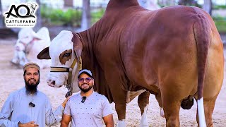 Noman Visited First Time  AQ Cattle Farm  Cattle Market Karachi  Bakra Eid 2024 [upl. by Ajiam522]