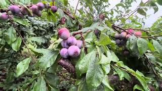 Picking Purple Plums in Larriland Farm [upl. by Atsirk]